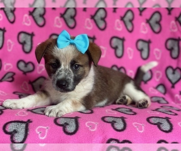 Medium Photo #5 Cowboy Corgi Puppy For Sale in LAKELAND, FL, USA