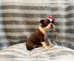 Small Photo #2 Boston Terrier Puppy For Sale in LAKELAND, FL, USA
