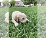 Small Photo #7 Golden Retriever Puppy For Sale in DALLAS, TX, USA
