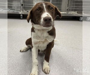 Retriever -Unknown Mix Dogs for adoption in Washington, DC, USA