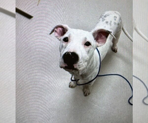 Medium Photo #4 Mutt Puppy For Sale in Canton, CT, USA