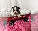 Small #4 Boston Terrier