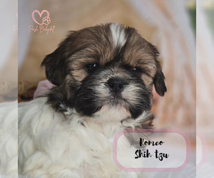 Shih Tzu Puppy for sale in ELMHURST, IL, USA