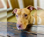 Small #1 American Pit Bull Terrier Mix