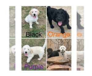 Double Doodle Puppy for sale in MISSOURI CITY, TX, USA