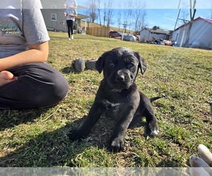 Golden Retriever-Unknown Mix Puppy for sale in FREEPORT, OH, USA