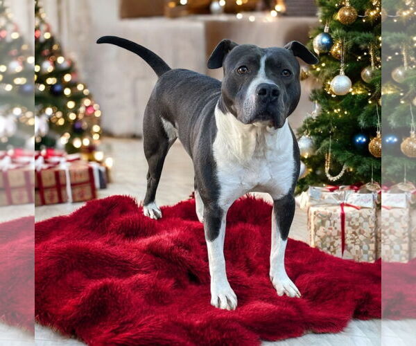 Medium Photo #8 American Bulldog Puppy For Sale in Lexington, SC, USA