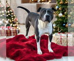 Small #7 American Bulldog