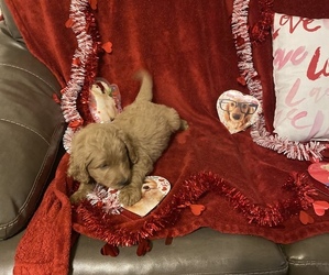 Goldendoodle Puppy for sale in ARKOMA, OK, USA