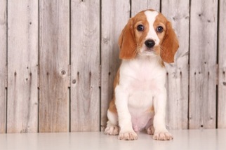 Beaglier Puppy for sale in MOUNT VERNON, OH, USA