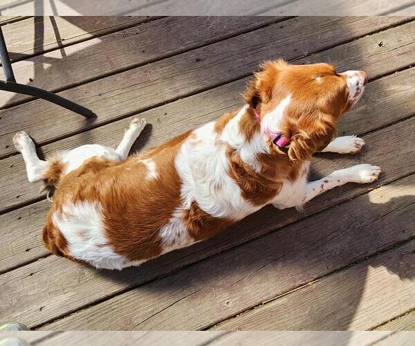 Medium Photo #3 Brittany Puppy For Sale in Curwensville, PA, USA