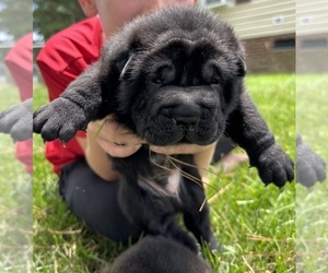 Chinese Shar-Pei Puppy for sale in CHARLOTTE, NC, USA