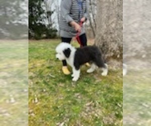 Old English Sheepdog Puppy for sale in ROCKVILLE, IN, USA