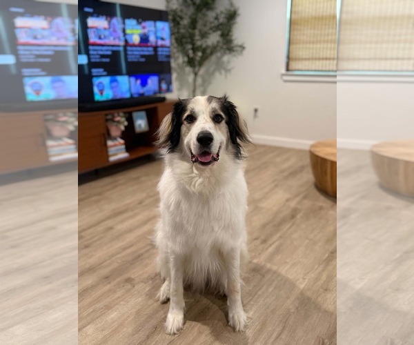 Medium Photo #2 Great Pyrenees-Unknown Mix Puppy For Sale in McKinney, TX, USA