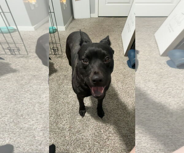 Medium Photo #1 Australian Kelpie-Unknown Mix Puppy For Sale in phoenix, AZ, USA