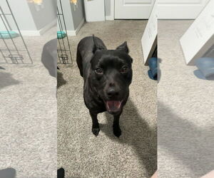 Australian Kelpie-Unknown Mix Dogs for adoption in phoenix, AZ, USA