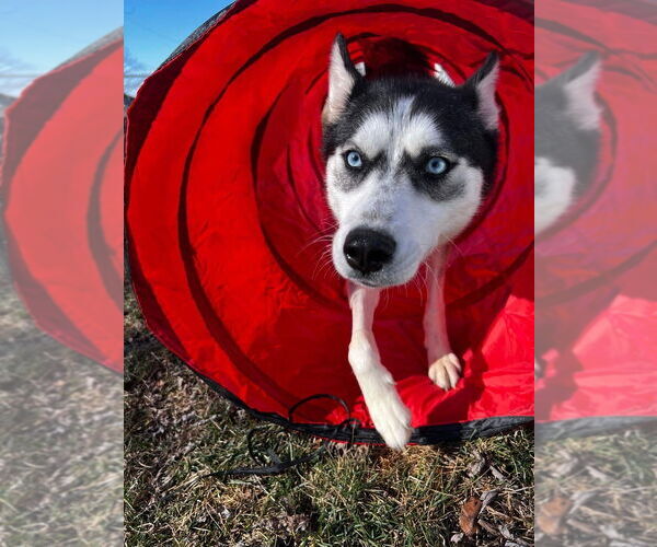 Medium Photo #1 Siberian Husky-Unknown Mix Puppy For Sale in Springdale, PA, USA