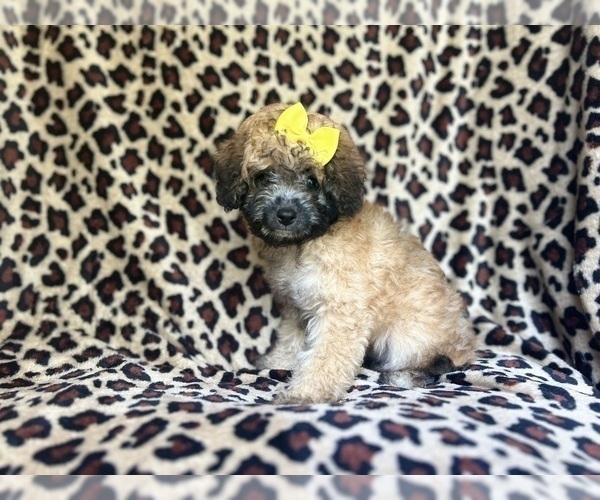 Medium Photo #5 Cavapoo Puppy For Sale in LAKELAND, FL, USA