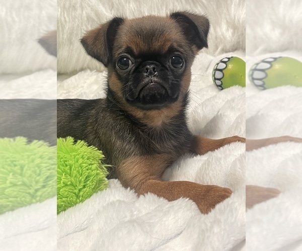 Medium Photo #3 Brussels Griffon Puppy For Sale in LEXINGTON, VA, USA