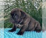 Small Beabull