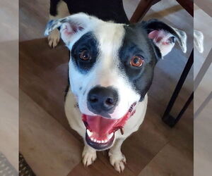 Border Collie-Unknown Mix Dogs for adoption in Brooklyn Center, MN, USA