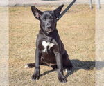 Small #1 Huskies -Labrador Retriever Mix