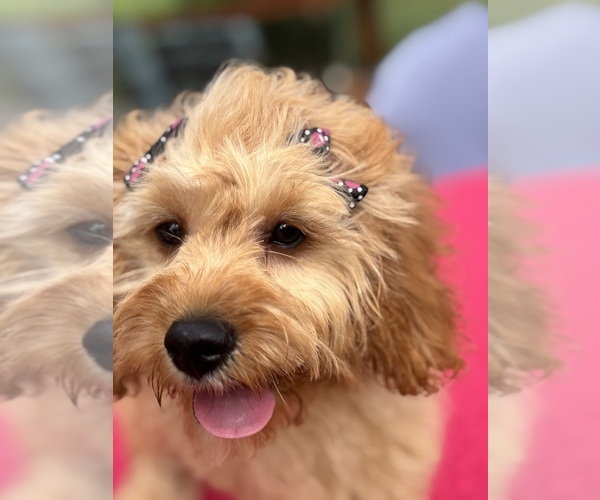 Medium Photo #5 Cavapoochon (Miniature) Puppy For Sale in GREENFIELD, IN, USA