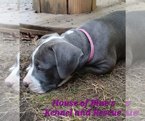 Medium Photo #7 American Pit Bull Terrier Puppy For Sale in DELAWARE, OH, USA