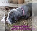 Small #6 American Pit Bull Terrier