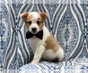 Texas Heeler Puppy for sale in LAKELAND, FL, USA
