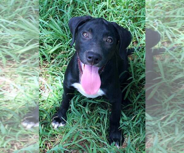 Medium Photo #1 Labrador Retriever Puppy For Sale in FRAMINGHAM, MA, USA