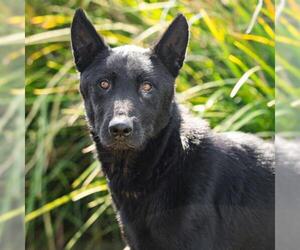 German Shepherd Dog-Unknown Mix Dogs for adoption in Camarillo, CA, USA