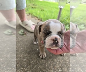 Medium Olde English Bulldogge