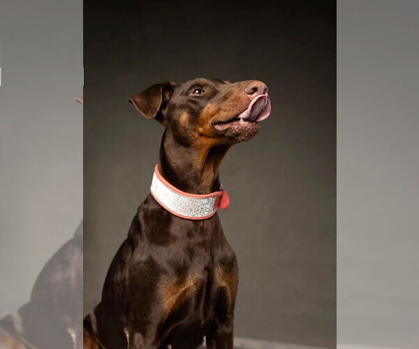 Medium Photo #3 Doberman Pinscher Puppy For Sale in Buffalo, MN, USA