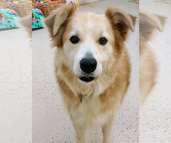 Medium Photo #6 Australian Shepherd-Great Pyrenees Mix Puppy For Sale in York, SC, USA