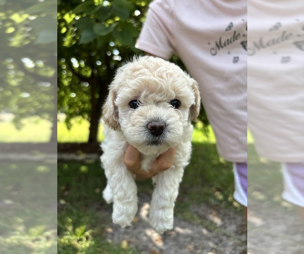 Medium Photo #7 Bichpoo Puppy For Sale in NORTH PORT, FL, USA