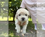 Small Photo #57 Bichpoo Puppy For Sale in NORTH PORT, FL, USA