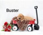 Puppy Buster Golden Retriever