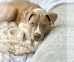 Small #2 Mutt