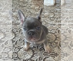 Puppy 3 French Bulldog