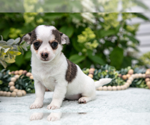 Medium Photo #11 Chihuahua Puppy For Sale in BERNE, IN, USA