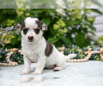 Puppy Cookies Cream Chihuahua