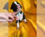 Small Photo #9 Boxer Puppy For Sale in LAUREL, DE, USA