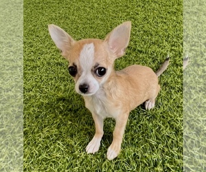 Chihuahua Puppy for sale in BERKLEY, MI, USA