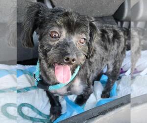 Maltipoo (Miniature) Dogs for adoption in San Antonio, TX, USA