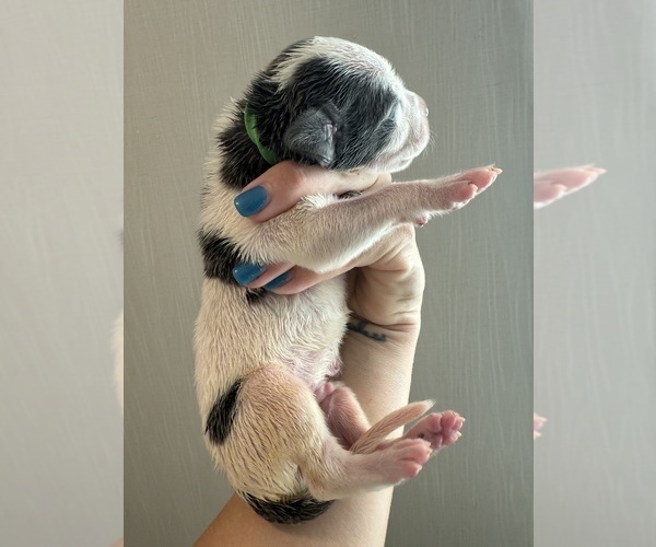 Medium Photo #10 Great Dane Puppy For Sale in HALLETTSVILLE, TX, USA