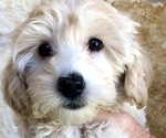 Small Photo #1 YorkiePoo Puppy For Sale in GEORGETOWN, TX, USA