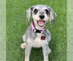 Mutt Dogs for adoption in San Diego, CA, USA