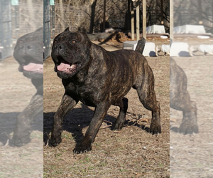 Father of the Cane Corso puppies born on 07/15/2021