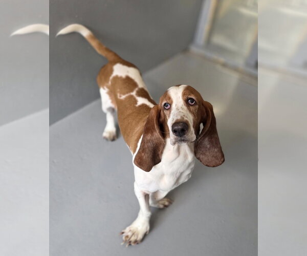 Medium Photo #1 Basset Hound Puppy For Sale in Brookville, OH, USA